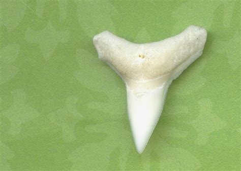 ONE Large 7/8 White BULL Shark Tooth CLOSEOUT Sale - Etsy