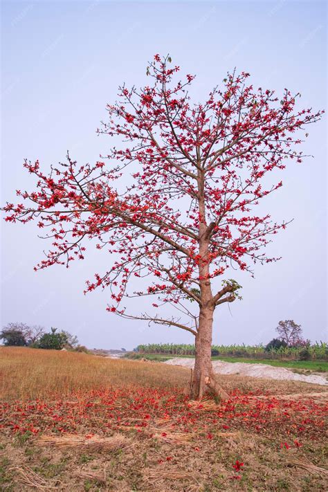 Premium Photo | Bombax ceiba tree with red blossom flowers in the field under the blue sky