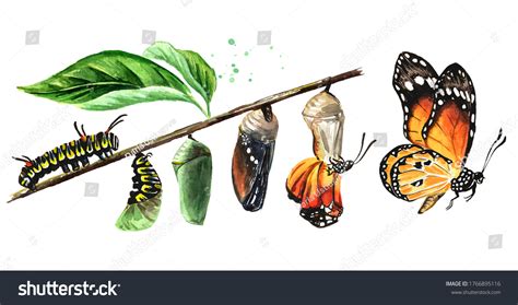 352 Monarch Butterfly Transition Images, Stock Photos & Vectors | Shutterstock