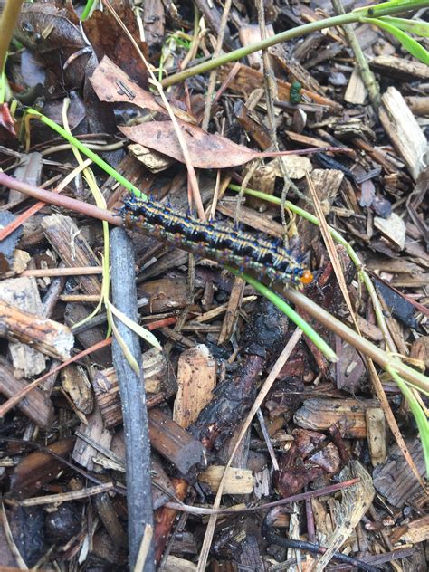 Identify this Florida caterpillar please? : r/caterpillars