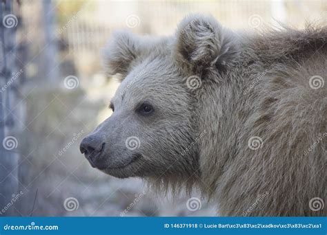 Portrait of Himalayan Brown Bear Cub Stock Photo - Image of young ...