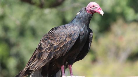 Turkey vulture is commonly seen as a buzzard but isn't