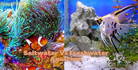 Saltwater Vs Freshwater Aquarium – What You Need To Know