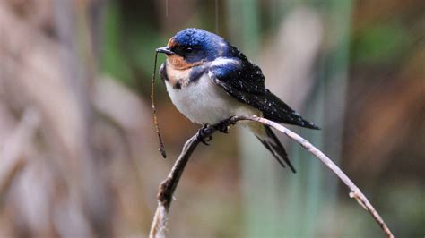 Barn Swallow | Audubon Guide to North American Birds