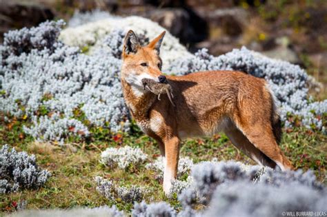 Ethiopian Wolves | Photos Pictures Images