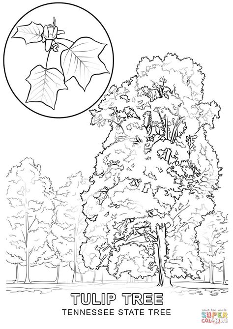 Tennessee State Tree coloring page | Free Printable Coloring Pages