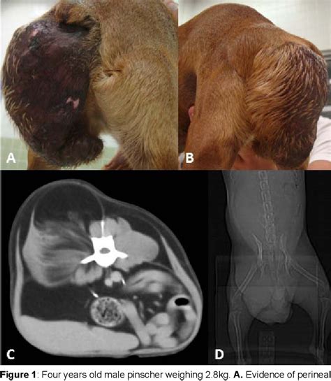 Figure 1 from Liposarcoma with perineal hernia in dog | Semantic Scholar