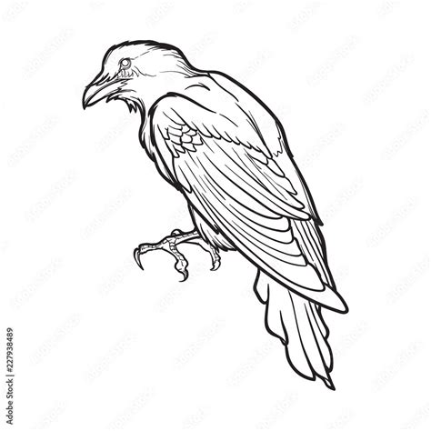 Black Raven sitting. Accurate line drawing . isolated on white ...