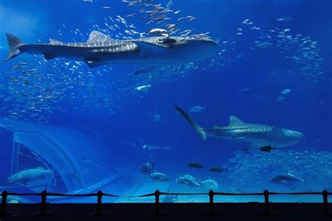 Aquarium of the Pacific - Tours and special events - Tickets, parking