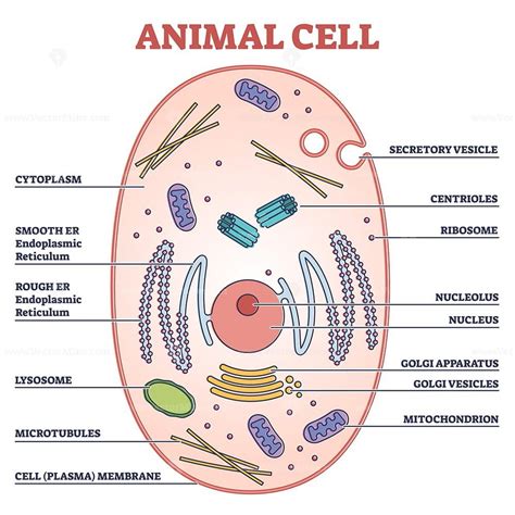 Animal cell with labeled anatomic structure parts diagram outline ...