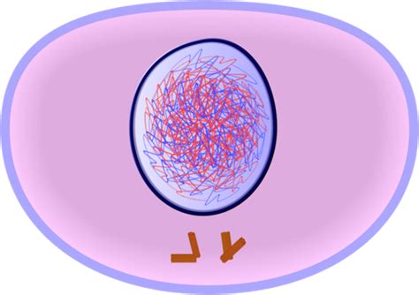 The cell cycle timeline | Timetoast timelines