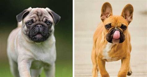 Pug vs French Bulldog: What's the Difference? - My Dog's Name