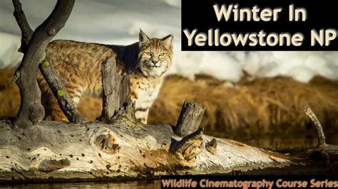 Best time to photography wildlife in Yellowstone - YouTube