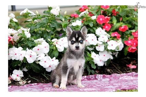 Alaskan Klee Kai puppy for sale near Lancaster, Pennsylvania. | e7fae557-7ad1