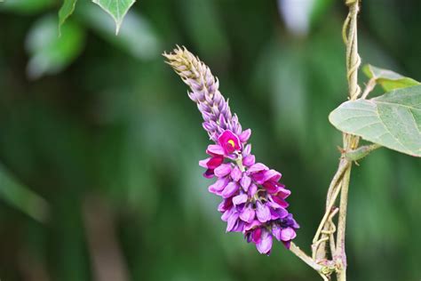 The Vine That Ate the South: 6 Fun Facts About Kudzu