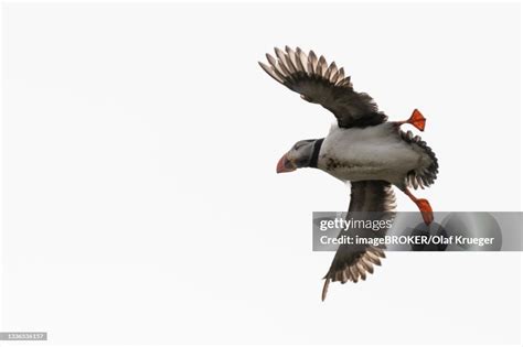 Puffin In Flight Borgarfjoerdur Eystri Austurland Iceland High-Res ...