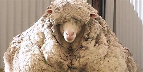 The largest sheep in the world from ‘Down Under’ | protothemanews.com