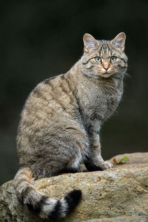 European Wildcat [Felis silvestris silvestris] was 1st described the ...