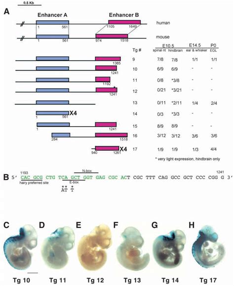 Identification of two conserved enhancer elements and an essential ...