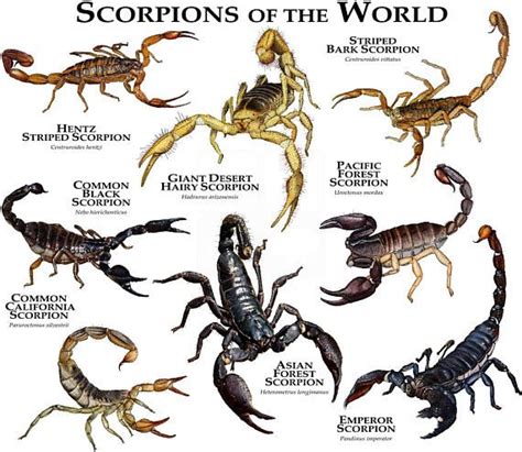 Pin on Illustrations of Scorpions