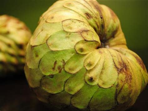 7 Different Types of Cherimoya with Images - Asian Recipe