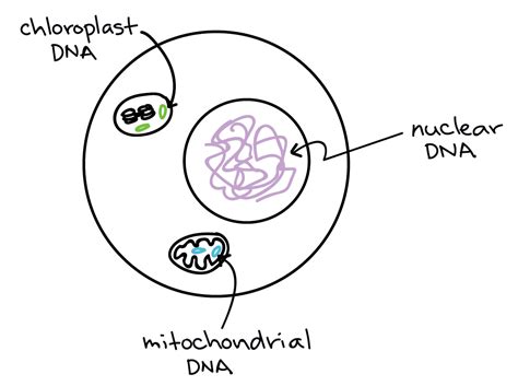 What Best Describes the Dna in Two Daughter Bacteria Cells