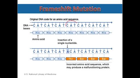 What Is An Example Of A Frameshift Mutation | Webframes.org