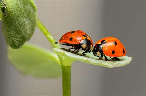 Orange Ladybug Meaning - Symbols And Their Meanings