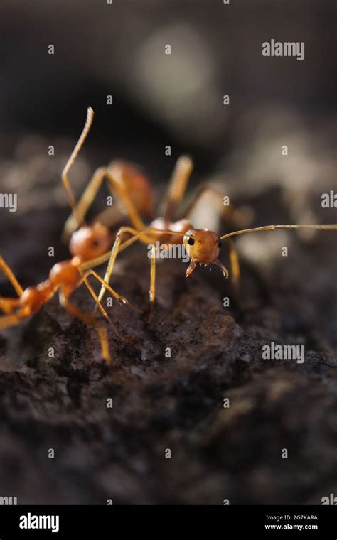 Macro photography of Ant Stock Photo - Alamy