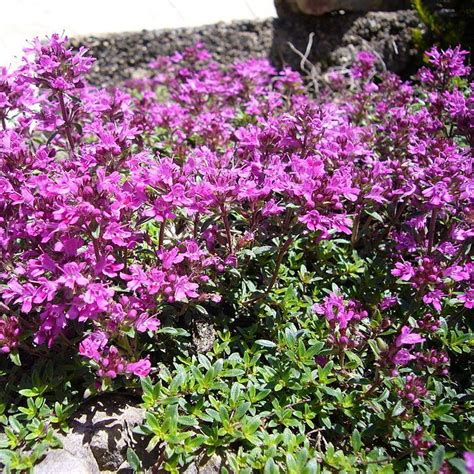 Thymus serpyllum coccineus 'Thyme Creeping Red' | Buy Herb Plants