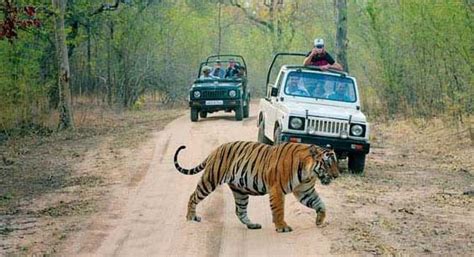 Ranthambore National Park - Latest News & Information