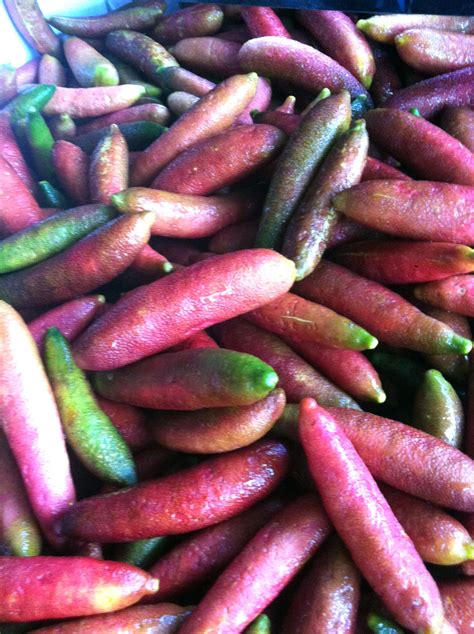 Australian native Finger Limes contain thousands of caviar like citrus beads...so intriguing ...