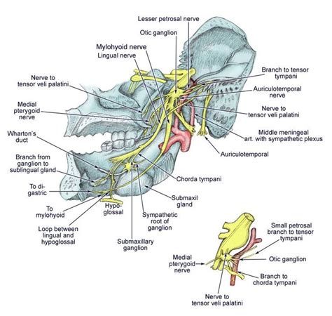 Trigeminal Nerve Anatomy: Gross Anatomy, Branches of the Trigeminal Nerve, Microscopic Anatomy ...