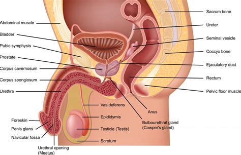 What Are the Different Hormones of the Reproductive System?