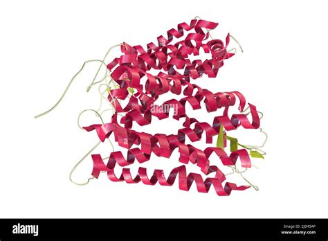 Rhodopsin molecule, illustration Stock Photo - Alamy