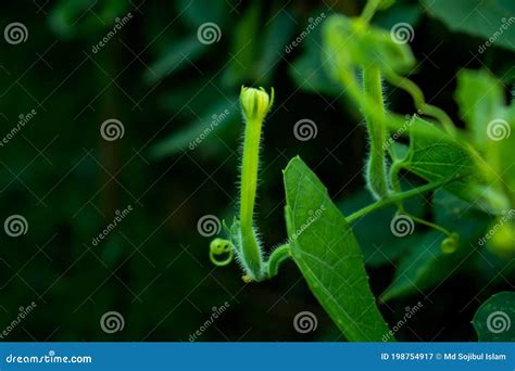 Trichosanthes Dioica, Also Known As Pointed Gourd. It Is A Vegetable ...