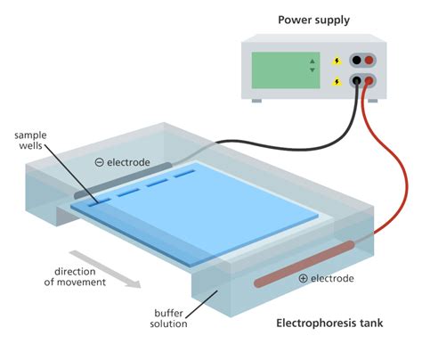 How To Read & Interpret Gel Electrophoresis