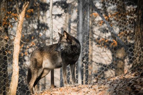 Portrait of a Beautiful Furry Black Wolf Stock Photo - Image of bear ...