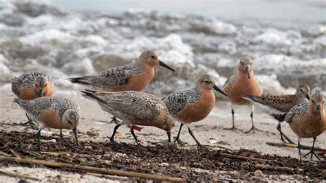 Crowds Soon to Gather at Delaware Bay’s Beaches | The Institute for Creation Research