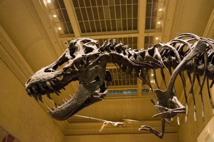 T. rex in the Dinosaur Hall | Smithsonian Institution