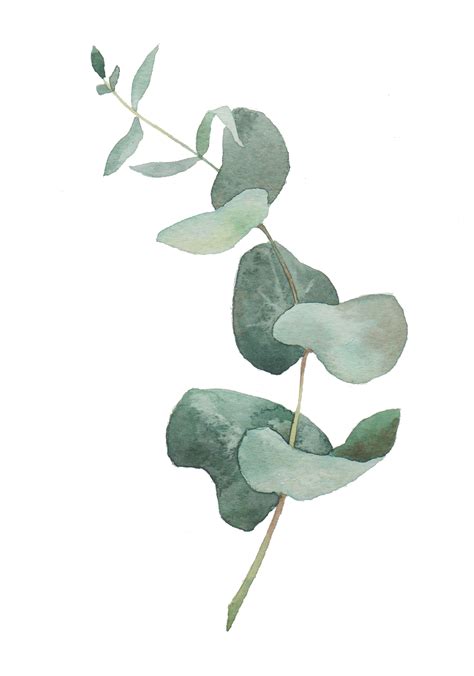 Eucalyptus | Botanical painting, Flower drawing, Plant painting