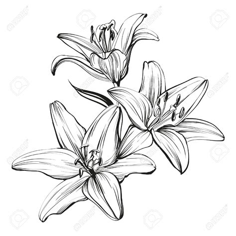 Daylily Drawing at GetDrawings | Free download