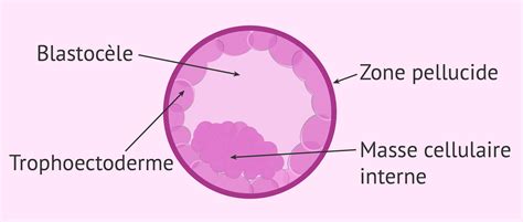 Embryon à l'état de blastocyste