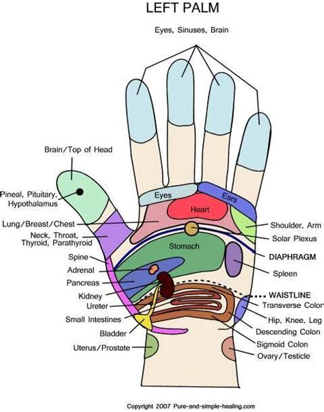 Hand Reflexology Chart | Hand reflexology, Reflexology chart, Reflexology