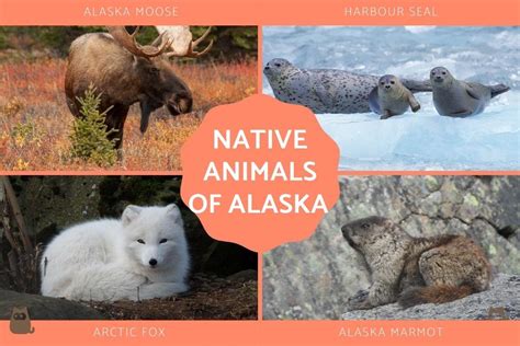 20+ Animals That Live in Alaska - Alaskan Wildlife Examples With Photos