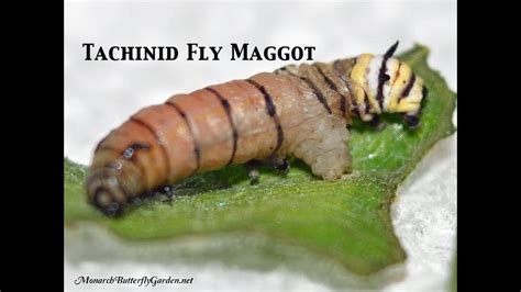 Monarch Parasites- Tachinid Fly Maggot Emerges from Caterpillar - YouTube