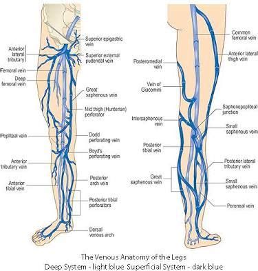 Image result for lower extremity venous anatomy | Leg veins, Anatomy, Varicose vein surgery