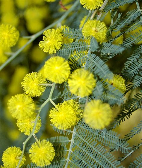 Bright Yellow Mimosa Silver Wattle Acacia dealbata - 15 Seeds