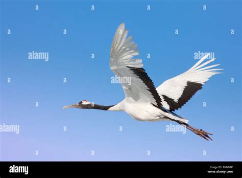 Red crowned crane flying north China Stock Photo - Alamy