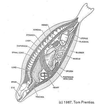 Internal Anatomy Of A Fish - Anatomical Charts & Posters